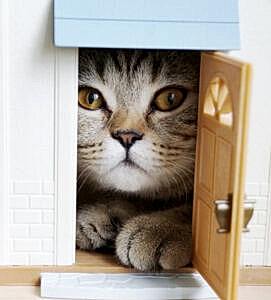 Как купить дверь